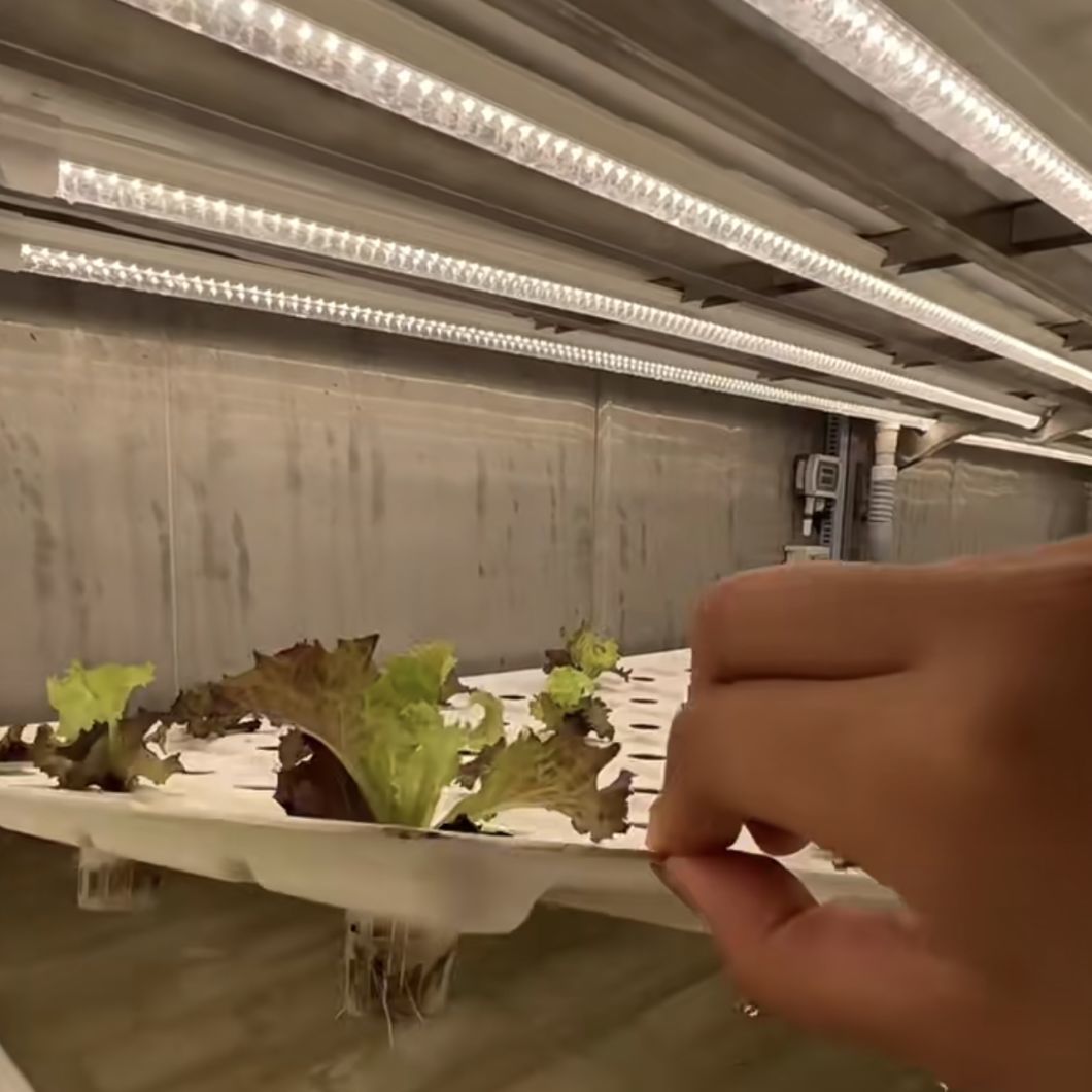 Shipping Container Greenhouse for Leafy Veggies