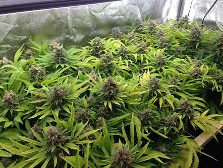 100lm/W 680 Watt Vegetable Grow Lights For Weed