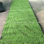 Plastic Green Carpet Moss for Eco-Friendly Wall Decoration Lifespan Within 5-10