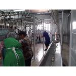 Certified Small Chicken Slaughter Equipment 50 KG Capacity Slaughterhouse