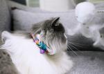 Kitten Reflective Cute Breakaway Bow Tie Cat Collar With Bell