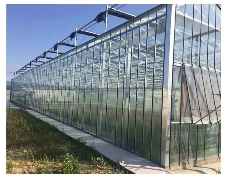 4.0m-6.0m Gutter Height Commercial Glass Greenhouse for Vegetable Flower
