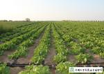 Big Size Fresh Chinese Cabbage Own Plantation Supply To Supermarket
