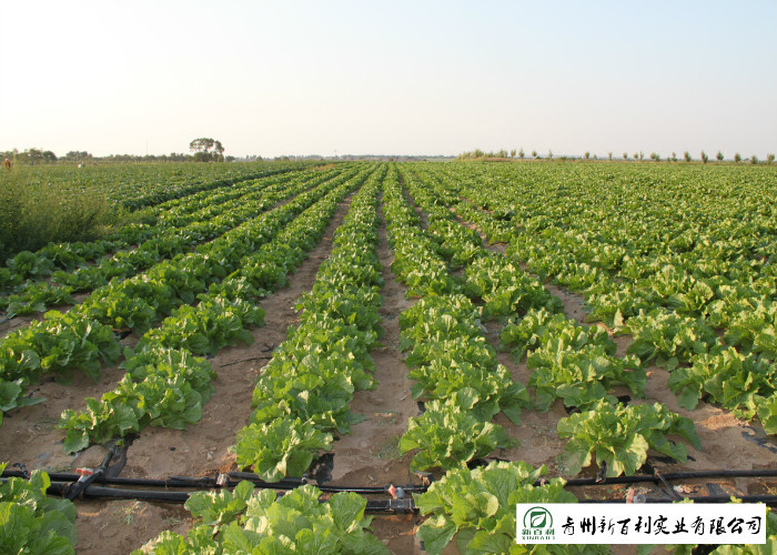 Big Size Fresh Chinese Cabbage Own Plantation Supply To Supermarket