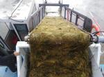 5m Length 45Kw 2000m3 River Water Cleaning Machine Lake Weed Removal Machine