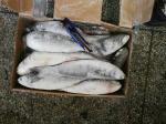 500g Frozen Grey Mullet