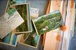 PLASTIC LENTICULAR custom 3d lenticular postcards 3D post card printing flip