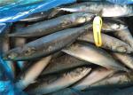 Pacific Fresh Frozen Mackerel