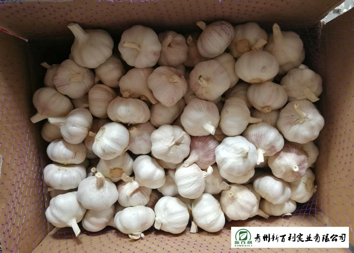 Healthy Fresh Organic Garlic , Natural Garlic Liliaceous Vegetable Type