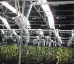 Vegetable Fruits Flowers Agricultural Light Deprivation Greenhouse with Plastic