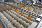 Vegetable Carrot Potato Ginger Brush Roller Washer Machine for Washing and