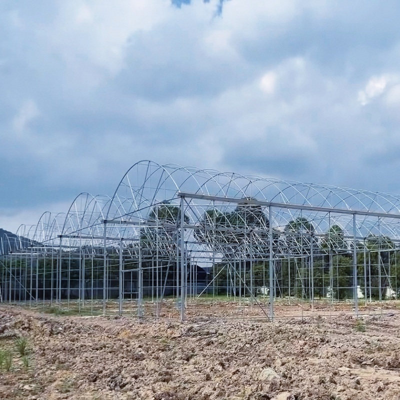 Multi-Span Tunnel Vegetable Production Greenhouse