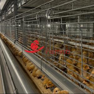 Quality Enriched 3-Tier Poultry Cage System Stable Baby Chick Cage wholesale