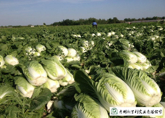 Big Size Fresh Chinese Cabbage Own Plantation Supply To Supermarket