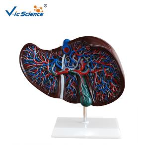 Quality Medical Science Teaching Human Organ Model Liver Eco - Friendly PVC wholesale
