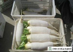 Quality Healthy Fresh White Radish , Clean Giant White Radish Without Pollution wholesale