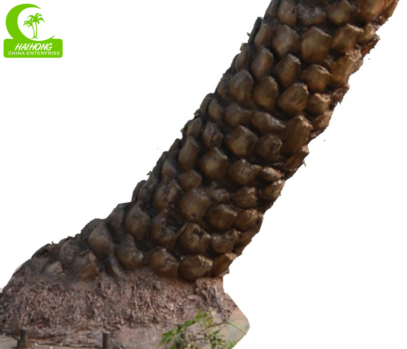 MIDDLE EAST DATE PALM TREE