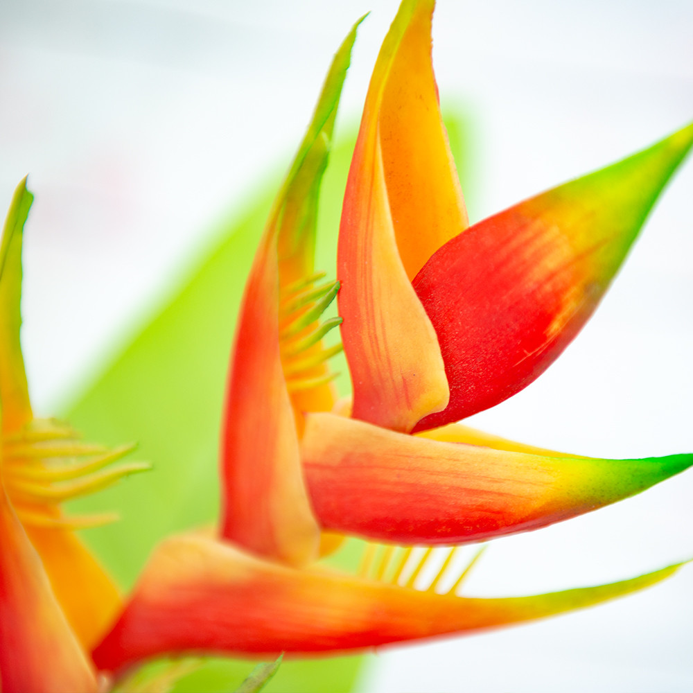 New released artificial bird of paradise with flower for sale