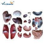 Lab School Human Torso Muscle Anatomy Model 45cm Unisex Torso 23 Parts