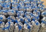 Red Garlic Normal White Garlic Purple Garlic 6.0cm in Carton or Mesh bags