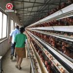 Automatic Hens Battery Layer Chicken Cages A Type House System Customized