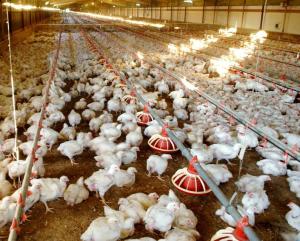 Quality WorldPoultry - Night time cooling pad operation during extremely hot wholesale