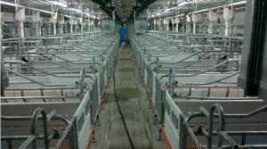Quality Pig Industry Events | Conferences exhibitions - - NorthHusbandry Machinery wholesale