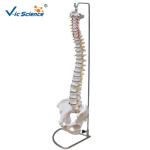 Human Skeleton Model Vertebral Column With Pelvis And Painted Muscles