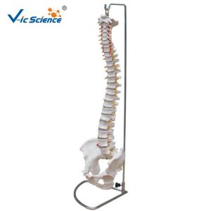 Quality Human Skeleton Model Vertebral Column With Pelvis And Painted Muscles wholesale