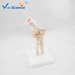 Professional Medical Teaching Anatomical Skeleton Model Plastic Elbow Joint
