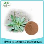 Lowest Price Best Quality Plantain Extract for Skin and Cancer