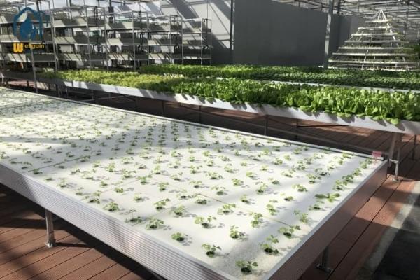 Flood Drain Ebb Flow Greenhouse Seedling Trays Movable Seedbed Raised Bed