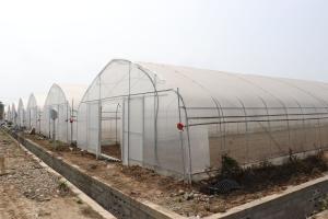 Quality Polytunnel Sri Lanka Colombo Steel Frame Greenhouse Single Span wholesale