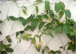 Plant Climbing Green Wall Stainless Steel Cable Mesh 3.2mm