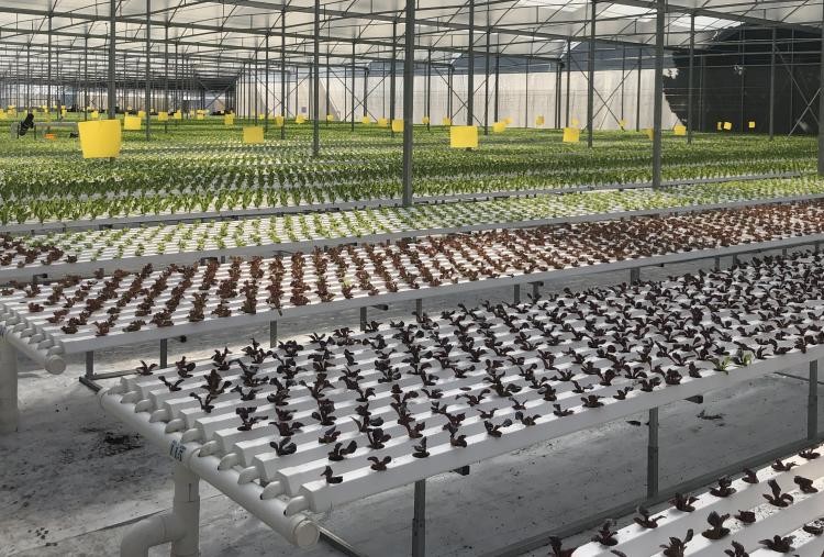 Agricultural Lettuce Hydroponic Growing System NFT Vertical Hydroponic System