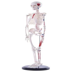 Quality Full Body 85cm Small Human Skeleton Model With Painted Muscles wholesale