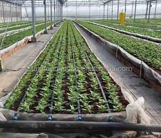 Film Covered Galvanized Greenhouse for Stable Structure and Vegetable Cultivation