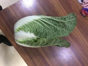 Quality Light Sweet Fresh Chinese Cabbage No Irregular Shape No Mouldy wholesale