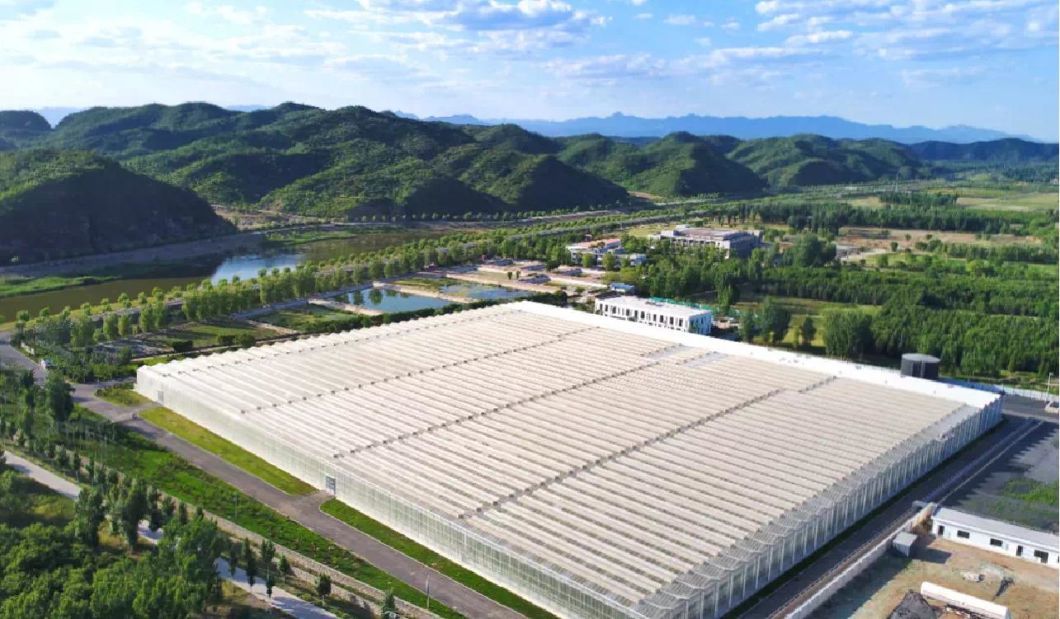 Multi-Span Tunnel Vegetable Production Greenhouse