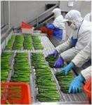 IQF Green Asparagus Spears , Blanched