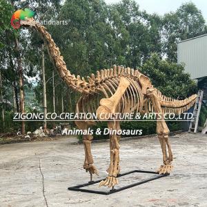 Quality Authentic Personalized Dinosaur Skeleton Model For Outdoor Decoration Shunosaurus Skeleton Replicas wholesale