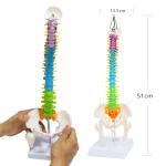 Flexible Anatomical Skeleton Model Femur And Pelvic Bone Heads Vertebrae