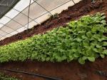 Single Span Plastic Tunnel Strawberry Greenhouse With 150 Micron Film