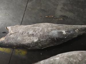 Quality China IQF Super Wholesale Seafrozen Good quality Oilfish Hgt 10kg＋ wholesale