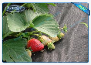 Quality Black Permeable Non Woven Landscape Fabric For Ground Control / Strawberry wholesale