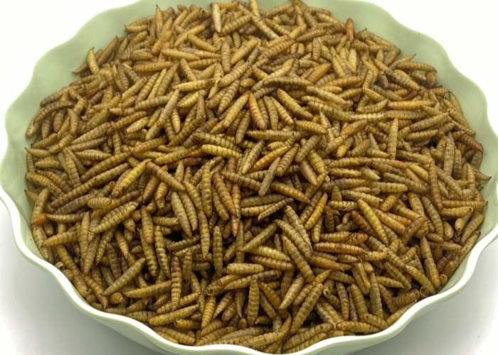 Low Fat Dried Black Soldier Fly - 3-5cm with High Nutritional Value