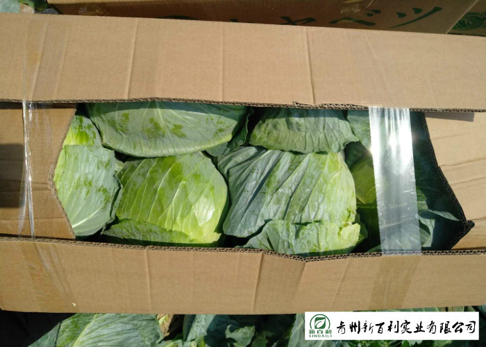 Japan Standard Fresh Green Cabbage Big Size Own Plantation Delicious Taste