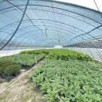 Large Innovative Agriculture Arches Tunnel Greenhouse Perfect for Year-Round