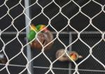 Woven AISI 316 Aviary Wire Netting Horizontal / Vertical Flexible Mesh For Birds