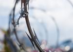 Razor Tape Concertina Razor Sharp Wire In Galvanized Or Stainless Steel Finish
